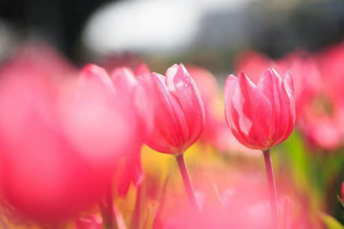˵˵ 㣬ǿűĽڻ