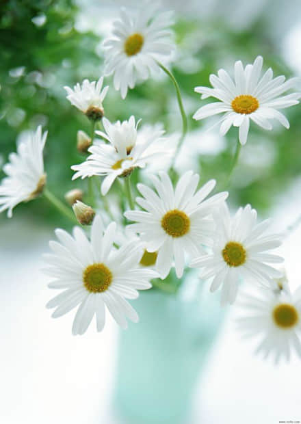 ¼ ǶԶۣģҸ