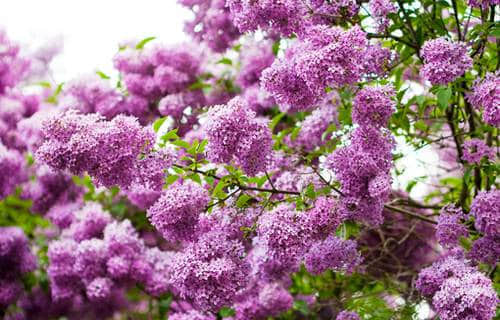 ЩôҲĨȥ