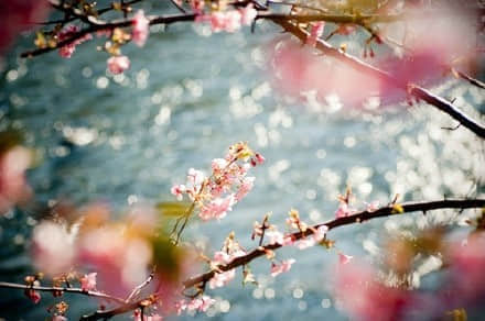QQռ䰮԰