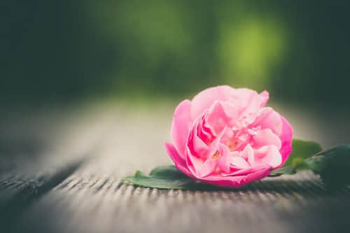 ֿΨӣҸϢȴԴԶ