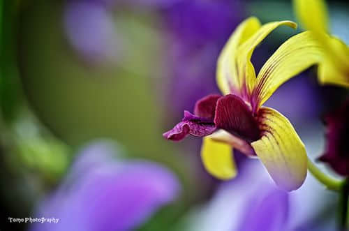 ഺ ²ڷִŲڼ