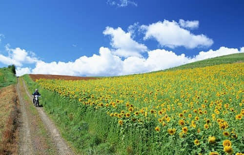 ľ