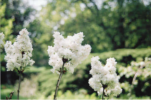 ʹĸǩ
