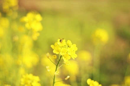 ˼Ļ