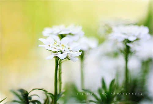 ˵˵ͼ4