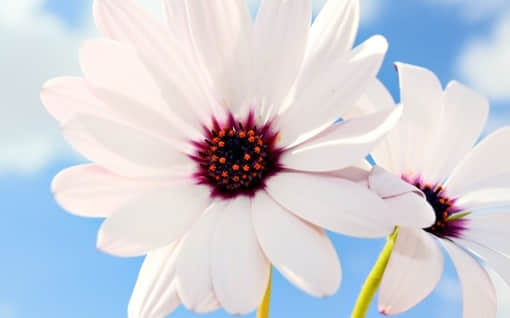 ʮֵİ