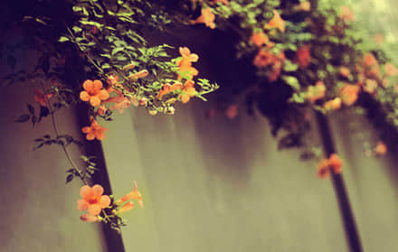 ڰܰ