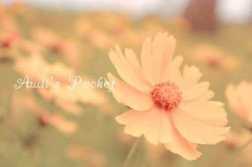 ˺ѷεľ