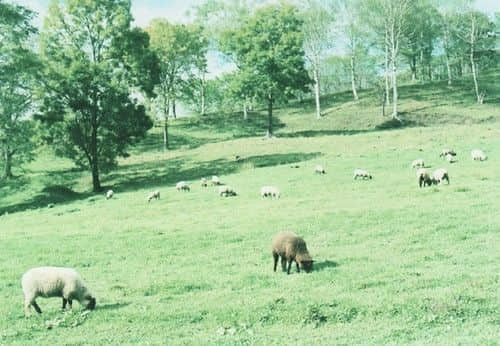 ΢˵İ