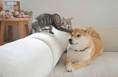 Ļ