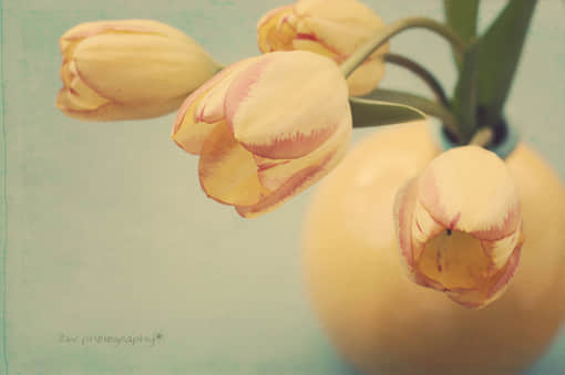 ΨԣĻ״ˣĵĻ׵