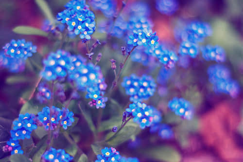 С˸еİ