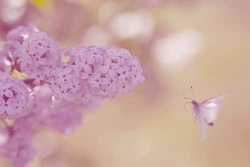 ʧʹѾ