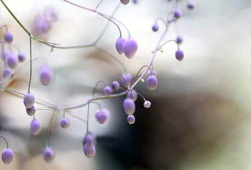 ټ̵о