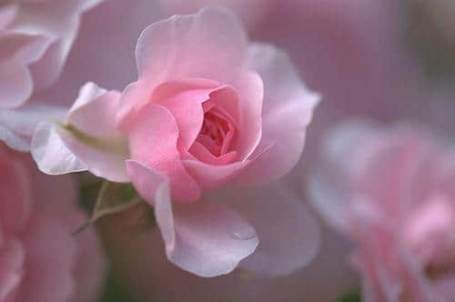 ΢ž䰮¼