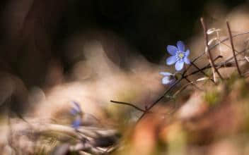 ˸ʧľ