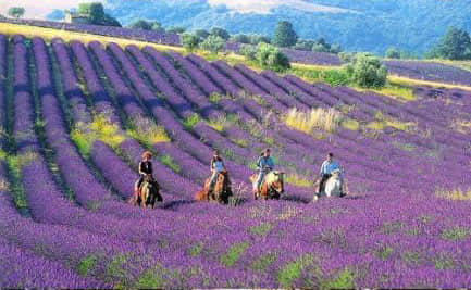 ˸еİ