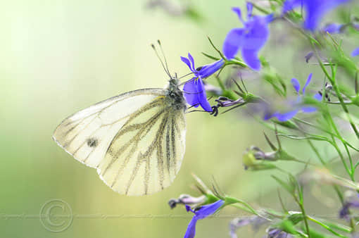 Ȧ˵˵ͼ,ͼƬȦ΢˵˵