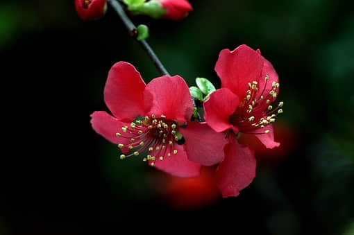 鱯˾Ӷ