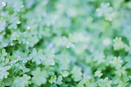 qqռ˸еİ