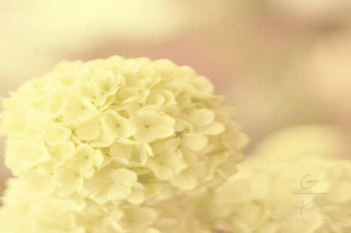 ʺ鱯˵ľ