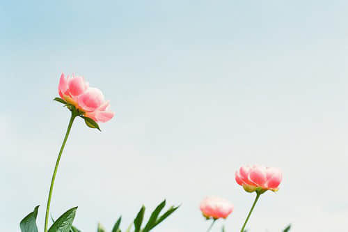 qq˵˵۵ľ