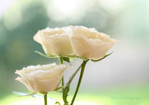 ʮ˵˵