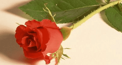 1525067511101656.png 图片.png