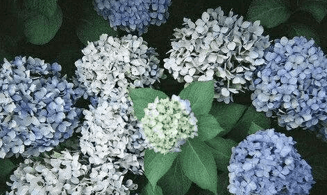 ͼƬ.png