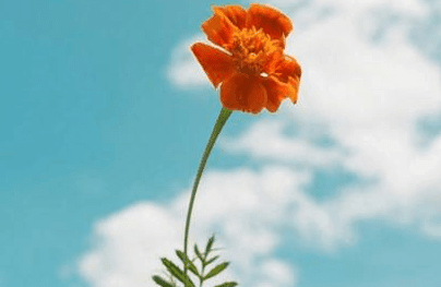 ͼƬ.png