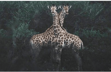 ͼƬ.png
