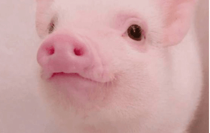 ͼƬ.png