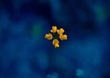 ͼƬ.png