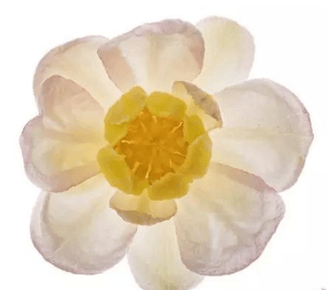 ͼƬ.png