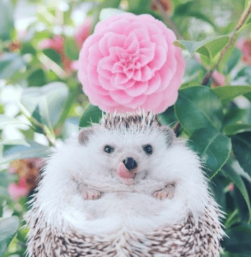ͼƬ.png