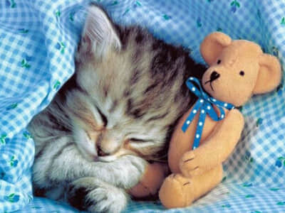 ڵ˸˵˵QQ˵˵ȫ